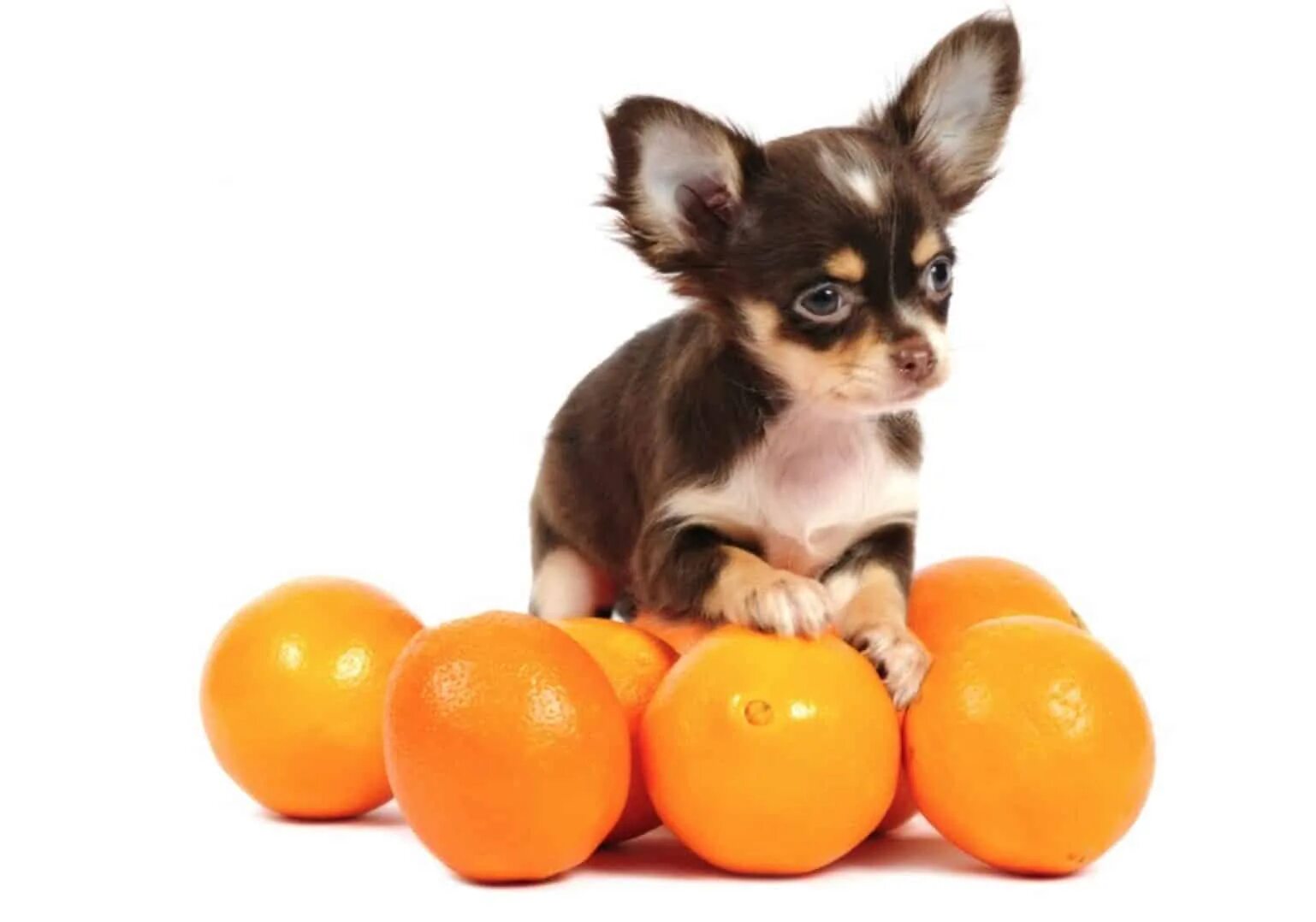Собака с апельсином. Собака в мандарине. Щенок и апельсин. Чихуахуа. Можно ли собаку чихуахуа