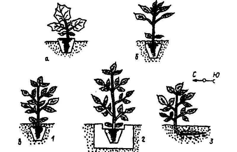 Схема рассады томатов. Схема посадки рассады помидор. высадка рассады помидор схема. схема высадки в открытый грунт рассады томатов. схема высадки перца.