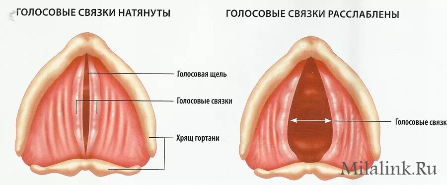 Хриплые голосовые связки