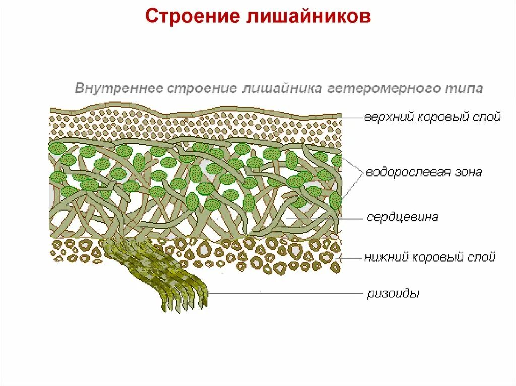 Схема слоевища лишайника. Строение таллома лишайника. Строение лишайника слоевща. Внутреннее строение слоевища лишайника.