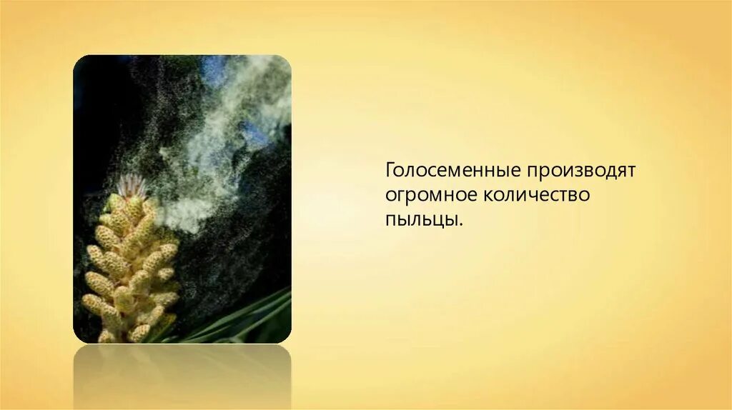 Пыльца голосеменных. Пыльца голосеменных растений. строение пыльцы голосеменных. голосеменные растения распространение пыльцы. стебель голосеменных.
