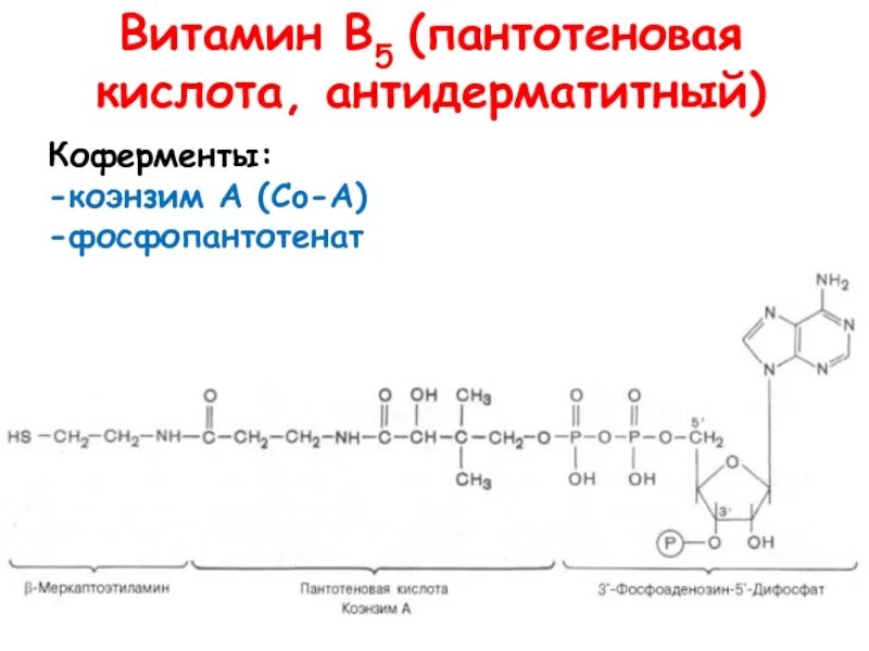 Активная форма в 5. Кофермент витамина в5. Пантотеновая кислота-б5. Витамин в5 пантотеновая кислота структурная формула. Витамин в5 пантотеновая кислота формула.