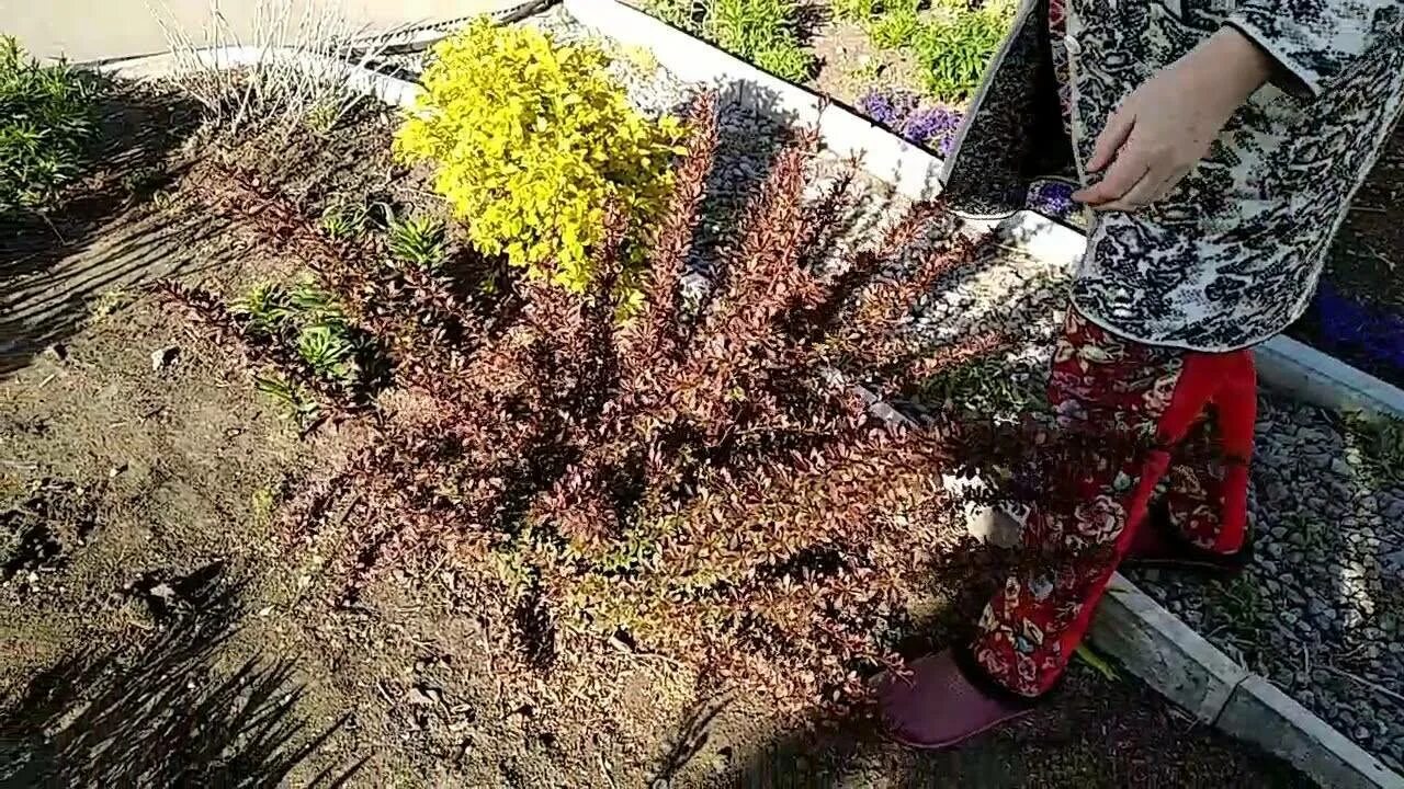 Чем подкормить барбарис в июне. Стрижка барбариса тунберга. барбарис тунберга формировка. барбарис оттавский формировка. барбарис тунберга наташа.