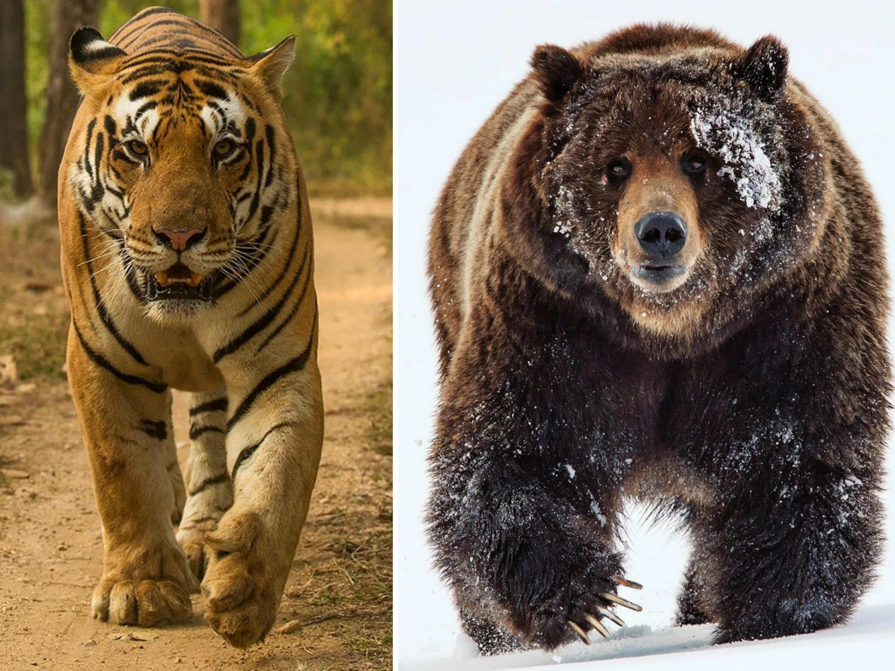 Амурский тигр против. Медведь Гризли против тигра. Медведь Кадьяк против тигра. Амурский тигр против бурого медведя. Тигр Ngandong Tiger.