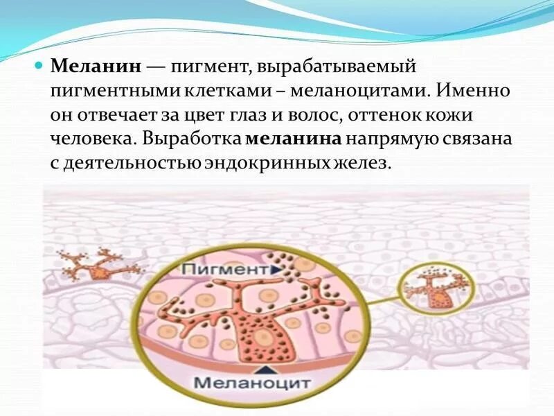 Пигмент содержащийся в коже. Меланин. Пигмент меланин. Выработка меланина в коже. Выработка пигмента меланина.