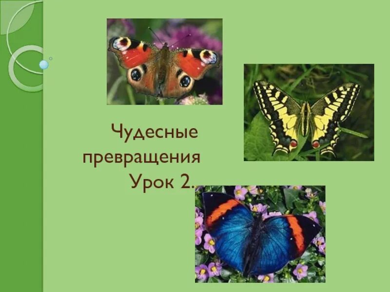 Чудесный превратиться. Чудесный превратиться. Рубинштейн чудесные превращения баты. Египетские сказки читать. Чудесный превратиться.