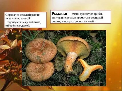 Рыжик гриб съедобный описание