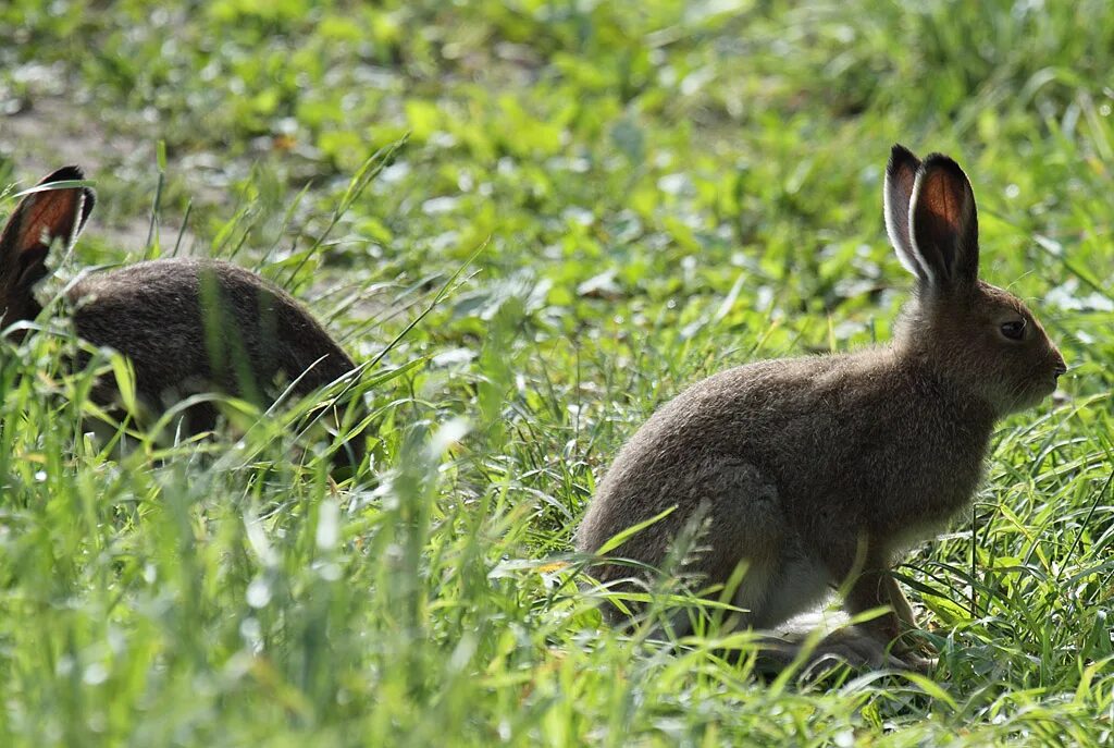 жизнь зайца в природе. заяц русак сказка. болотный кролик. заяц толай и русак. заяц-русак.