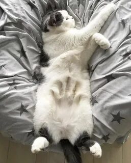 Котик мягенький