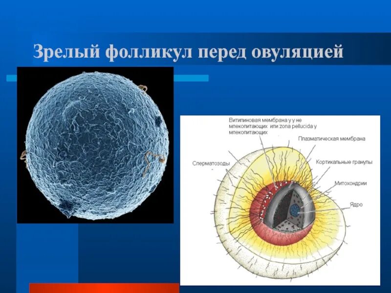Фолликул 20. Фолликулы. виды фолликулов. диаметр зрелого фолликула.