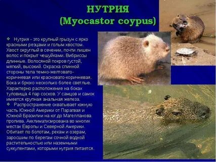 Нутрия описание