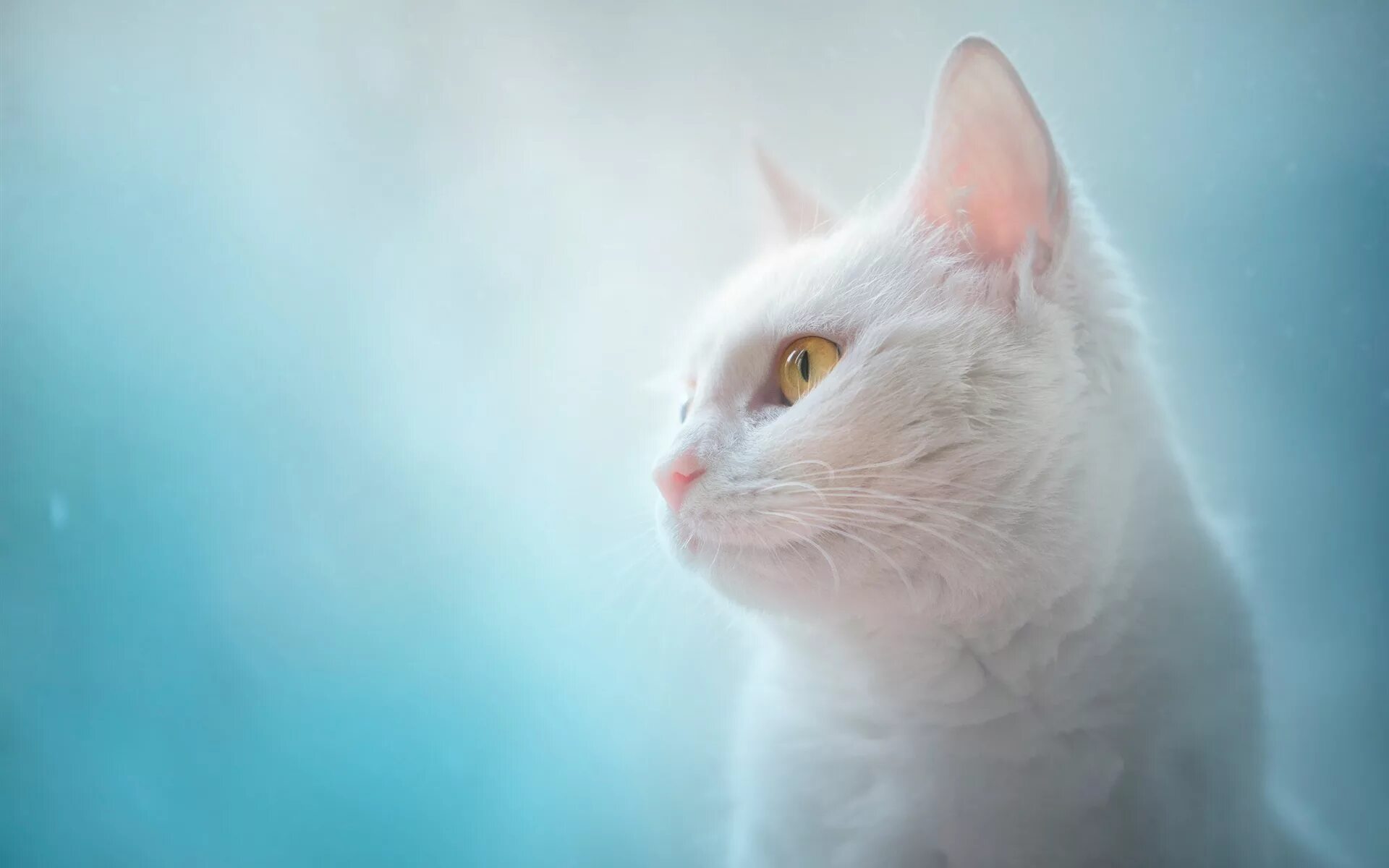 Обои белые кот. Кошка белая. белая кошка с янтарными глазами. белый кот с желтыми глазами. белая кошка с зелеными глазами.