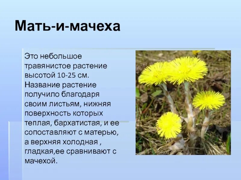 Какое растение не является травянистым
