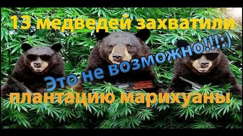 Медведи охраняли плантацию
