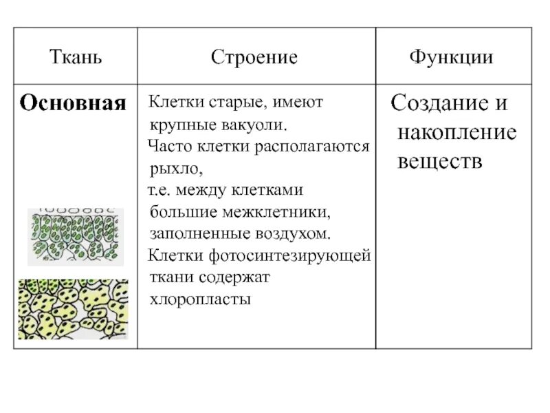 Строение клеток основной ткани. Основная функция основной ткани растений. Основная ткань растений фотосинтезирующая ткань листа. Основные ткани выполняют функции. Особенности строения основной ткани растений 5 класс.