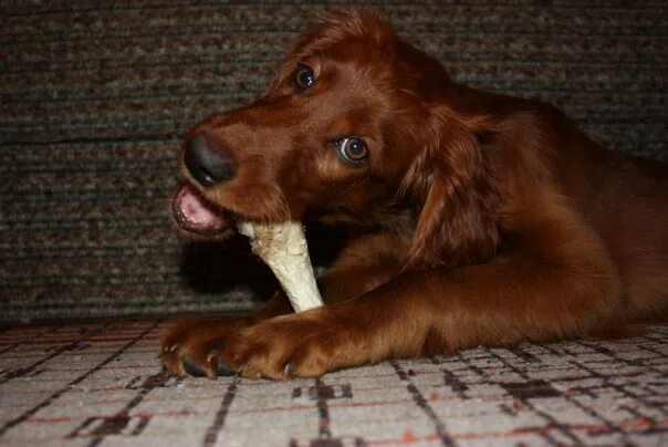 английский сеттер cena. сеттер в хорошие руки бесплатно. сеттер в добрые руки. ирландский сеттер щенок девочка. сеттер в хорошие руки бесплатно.