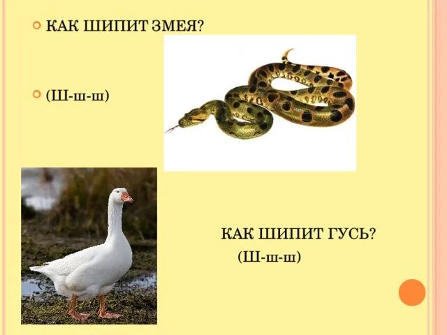 Змейка шипит. Змея шипит. Змеи звук гадюки. Змея шипит рисунок. Картинка змея шипит - шшш.