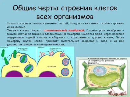Какое значение имеет оболочка в жизни клетки
