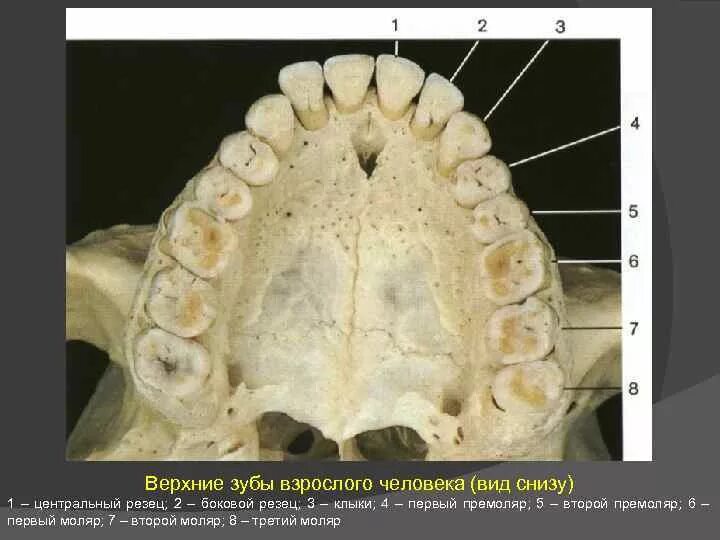 4 5 6 Зубы верхней челюсти. 5 Зуб верхней челюсти. Корни резцов верхней челюсти. Верхняя челюсть вид снизу.