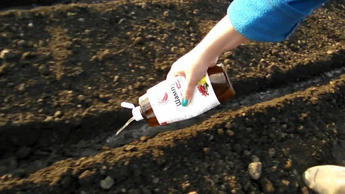 Как быстро посадить морковь