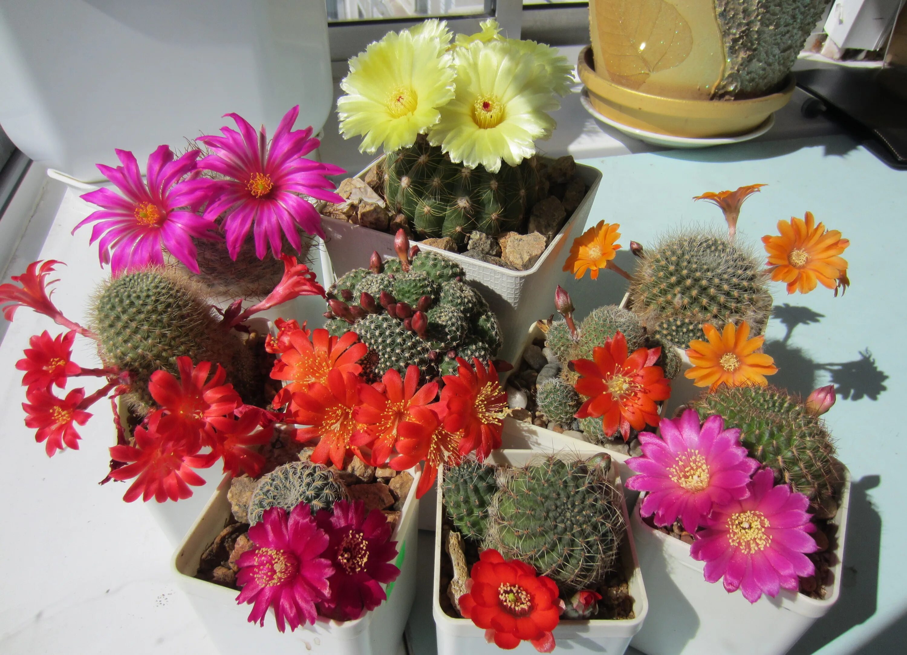 Паразиты на кактусах. Пролетарская 38 саранск. Кактус салон красоты сочи. Фитофилия кактусов. Маммиллярия huitzilopochtli.