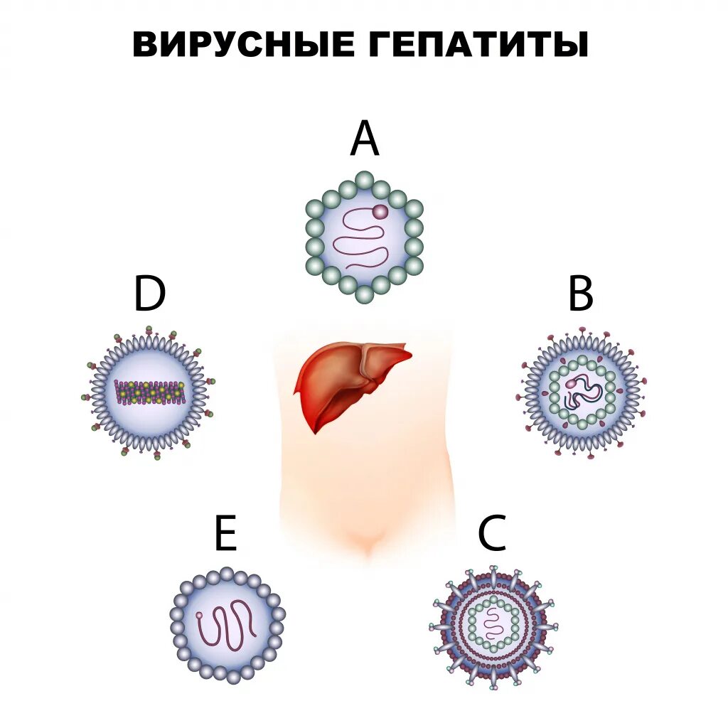 Вирусные гепатиты a e b c d