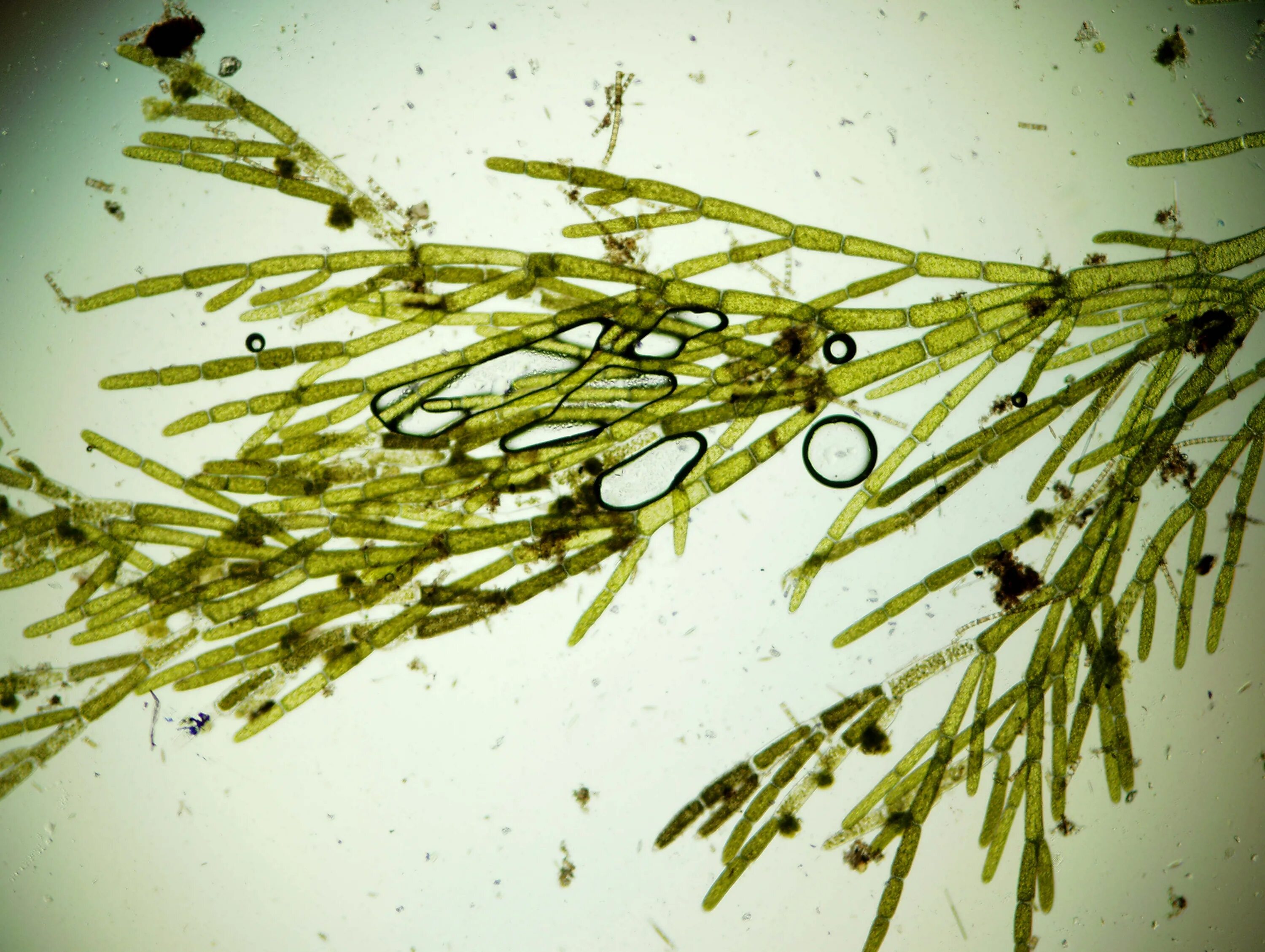 Кладофора водоросль. Кладофора нитчатая водоросль. Кладофора водоросль микроскоп. Кладофора Стимпсона.