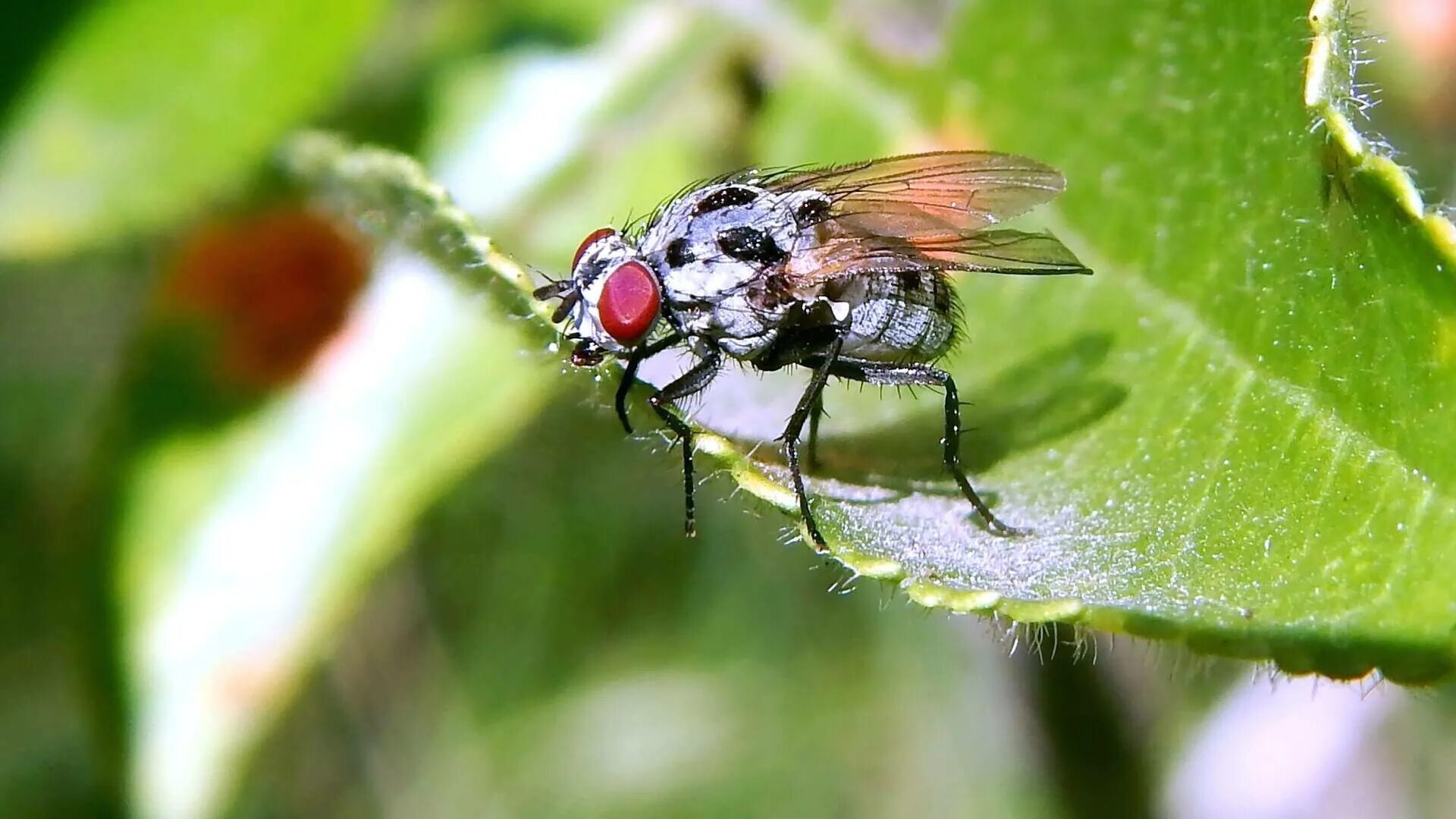 Tsetse fly. Муха ЦЕЦЕ. Насекомые Муха ЦЕЦЕ. Ареал мухи ЦЕЦЕ. Муха Цэцэ.