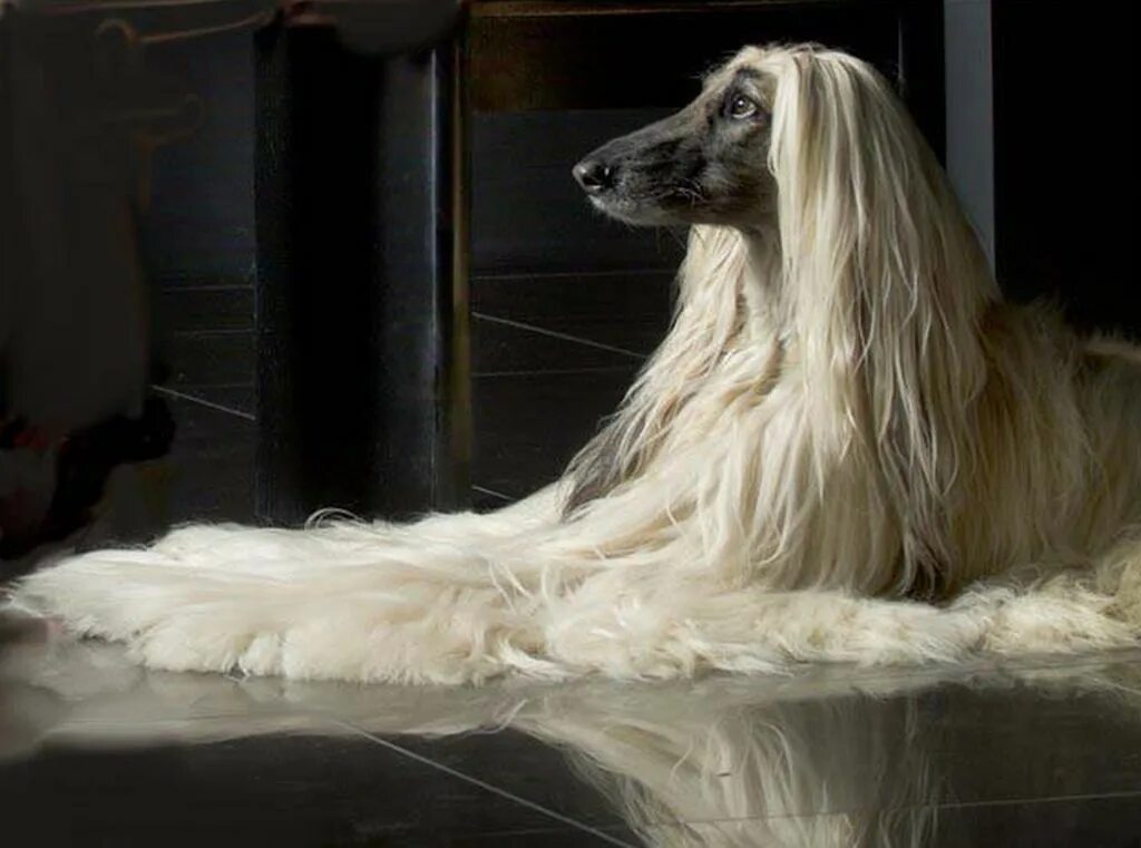 Русская псовая борзая длинношерстная. Афганская борзая белая. Афган белый. Шоугерат афганская борщая. Афган белый.
