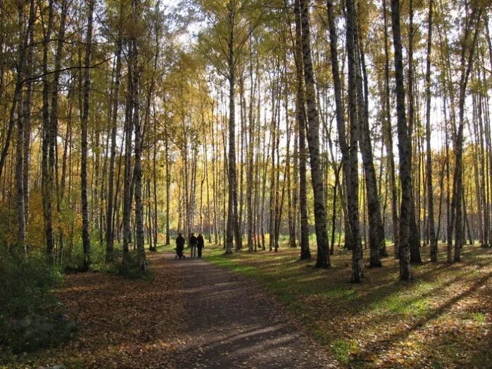 Пискаревский парк спб. Пискаревский лесопарк. Пискарёвский лесопарк санкт-петербург. Пискаревский парк. Пискаревский лесопарк спб.