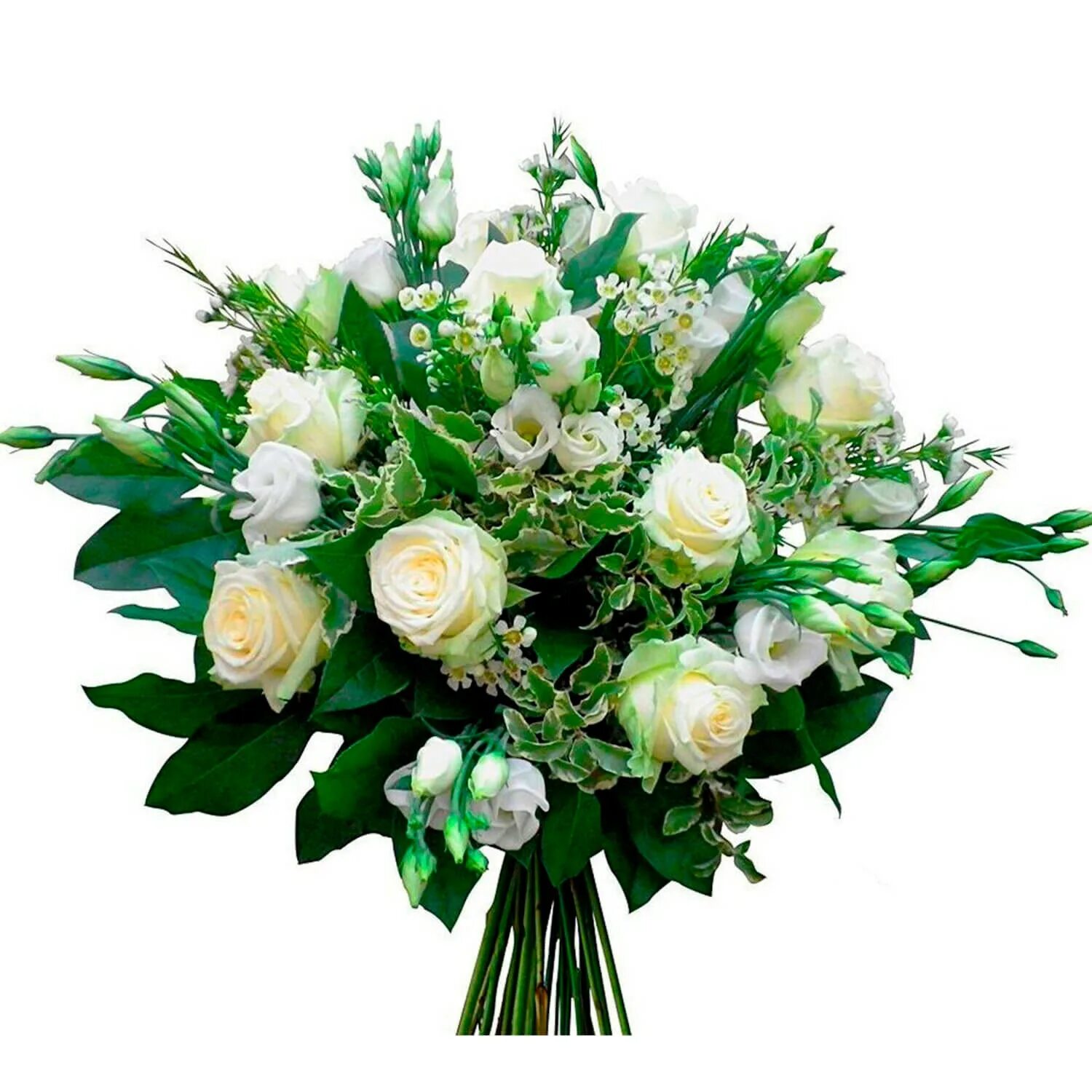 Что добавляют в букеты цветов. Салал эустома Рускус. Букет белых цветов. Букет белых роз. Букет из белых роз.