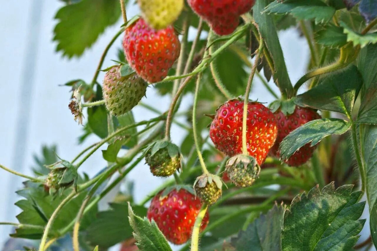 идун садовая клубника. клубника ремонтантная раннеспелая. земляника для сибири. бердский рубин клубника.