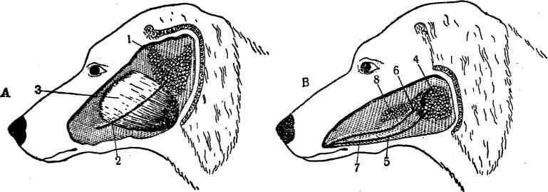 Анатомия слюнных желез у собаки. Слюнные железы у собаки расположение. Слюнные железы собаки анатомия. Проток околоушной слюнной железы у собаки.