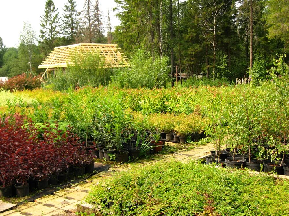 питомники перми адреса. марьина роща питомник пермь. питомник растений пермь. питомник древесных растений 1841 год лту. пермский сад питомник.