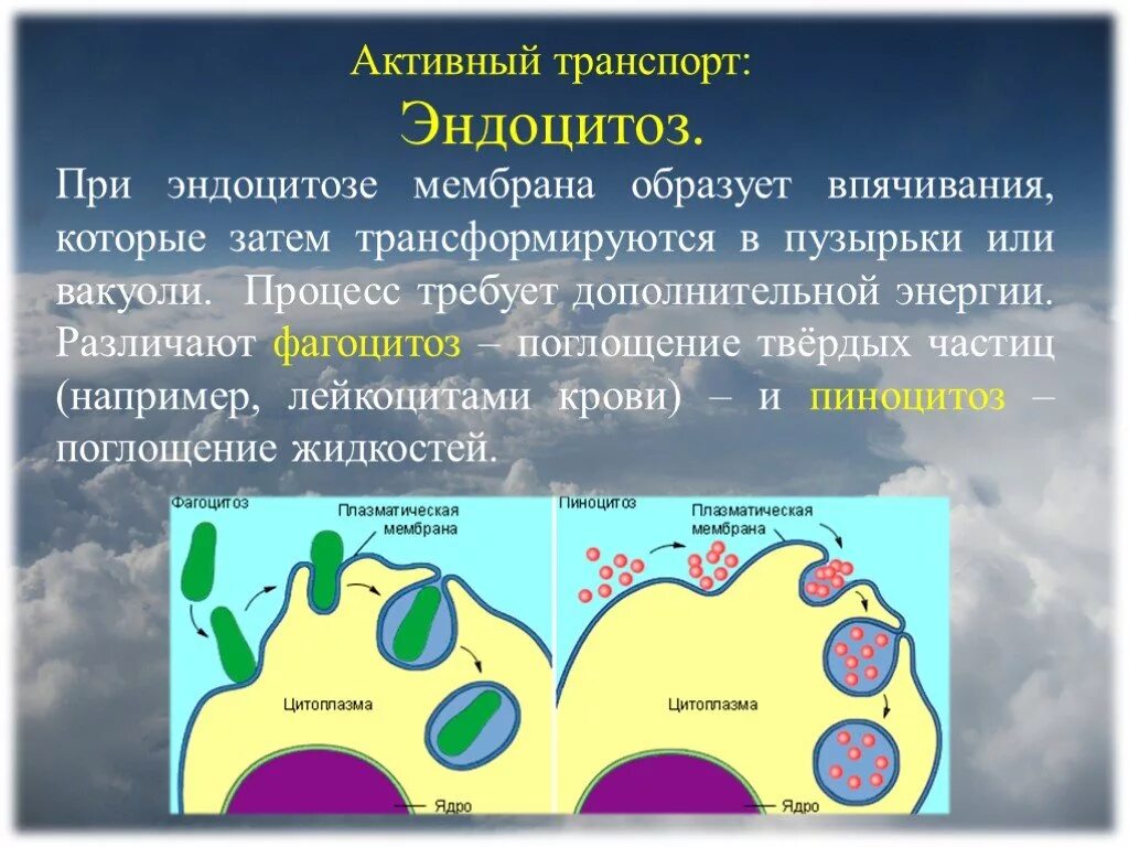 Фагоцитоз захват клеткой. Эндоцитоз клетки. Эндоцитоз экзоцитоз транспорт веществ. Фагоцитоз и эндоцитоз. Активный транспорт эндоцитоз экзоцитоз.