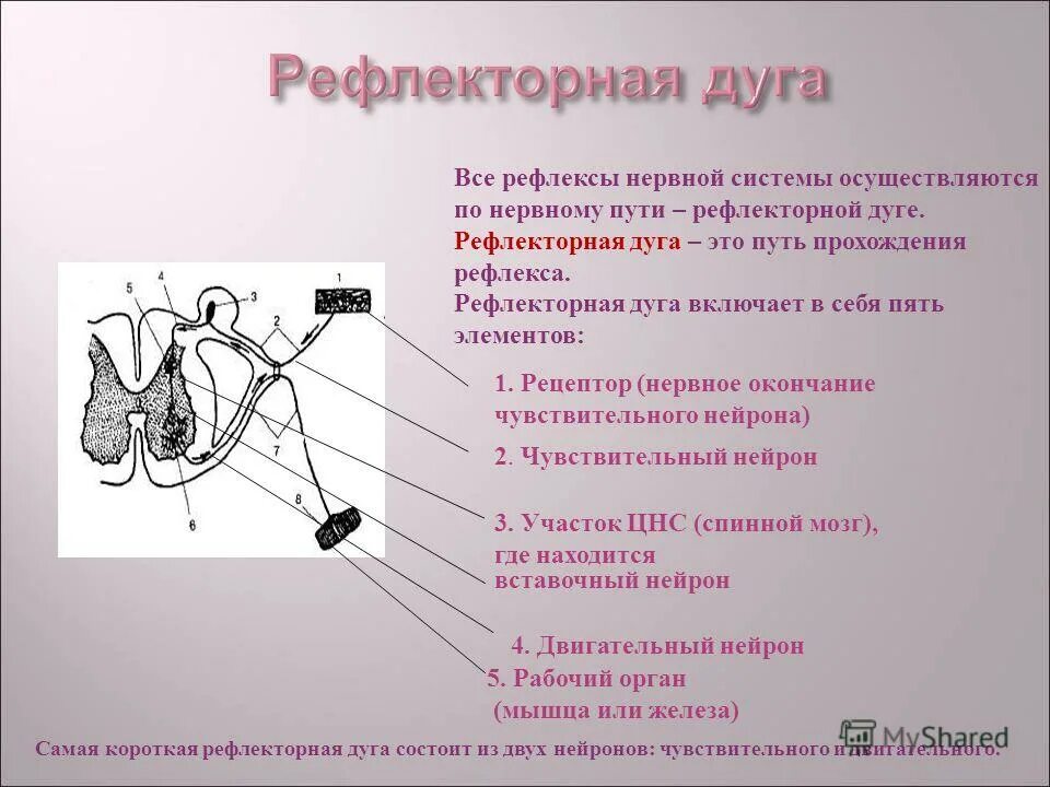 Рефлекс звенья рефлекторной дуги. Рефлекс строение рефлекторной дуги. Строение рефлекторной дуги строение. Рефлекторная дуга выполняет функцию. Элементы рефлекторной дуги и их функции.