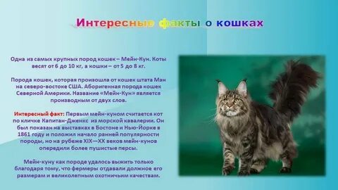 Кошки объяснение