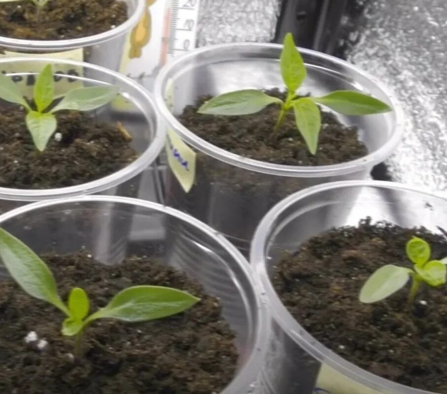 Рассада перца всходы. Рассада перца хабанеро. Рассада перца. Посадка перца на рассаду. Перец рассада сроки.