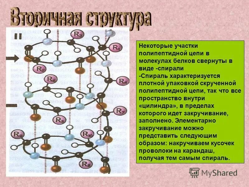 Первичная и вторичная структура белка биохимия. Трансляция биология синтез белка. Постепенное наращивание полипептидной цепи. Постепенное наращивание полипептидной цепи. Постепенное наращивание полипептидной цепи.