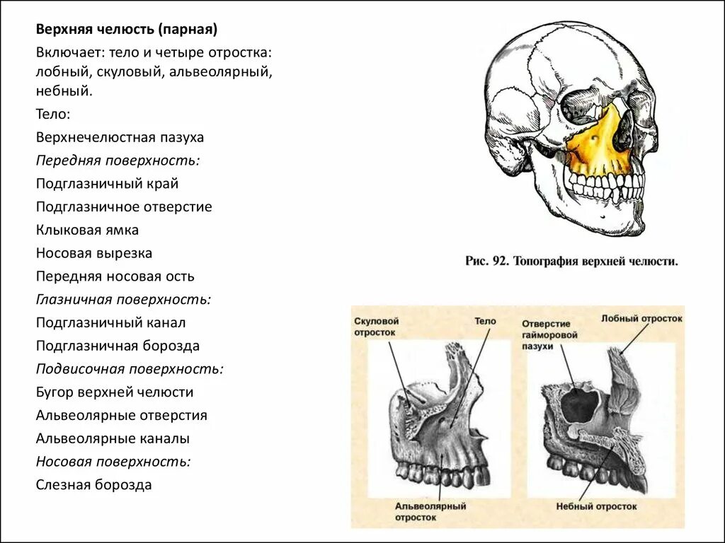 Клыковая ямка. Верхняя челюсть воздухоносная кость. Небный отросток верхней челюсти. Подвисочная поверхность верхней челюсти. Верхняя челюсть (Maxilla).