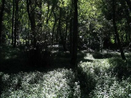Na floresta