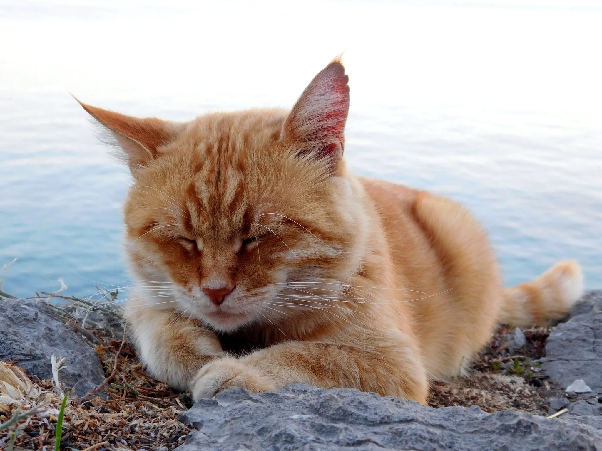 Морская кошка. Рыжий кот на море. Рыжий кот на море. Кот фу море. Кошка на берегу моря.