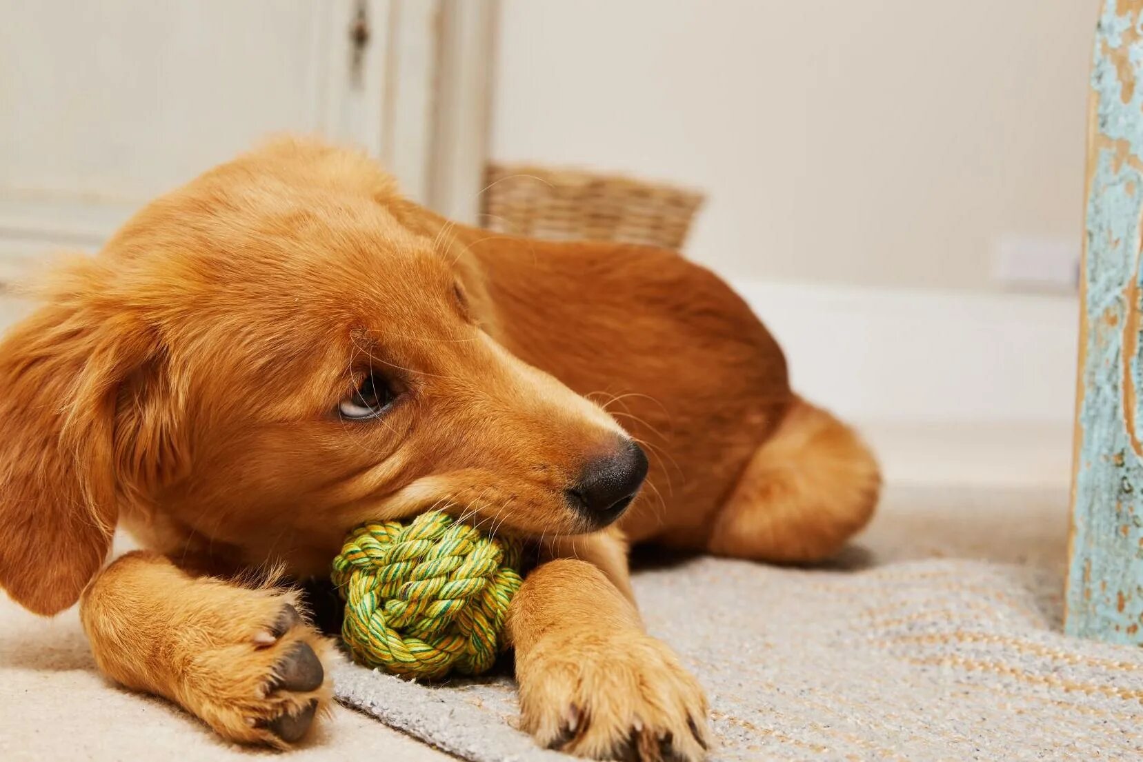 Pets at home. Pet at home.