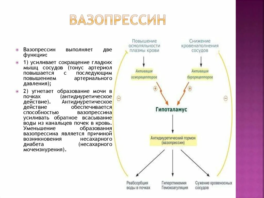 При уменьшении секреции вазопрессина диурез. Схема действия вазопрессина. Антидиуретический гормон (АДГ). Регуляция ад вазопрессин.