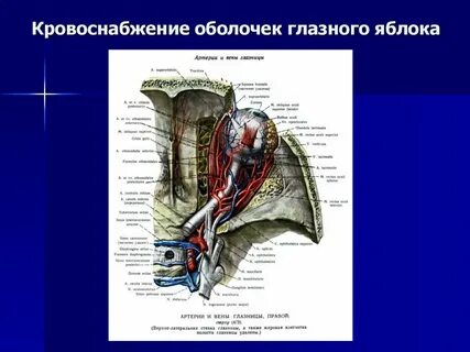 Гемодинамика глаза