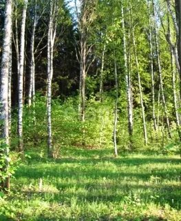 Майский лес 2