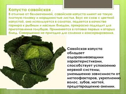 Капуста какие свойства