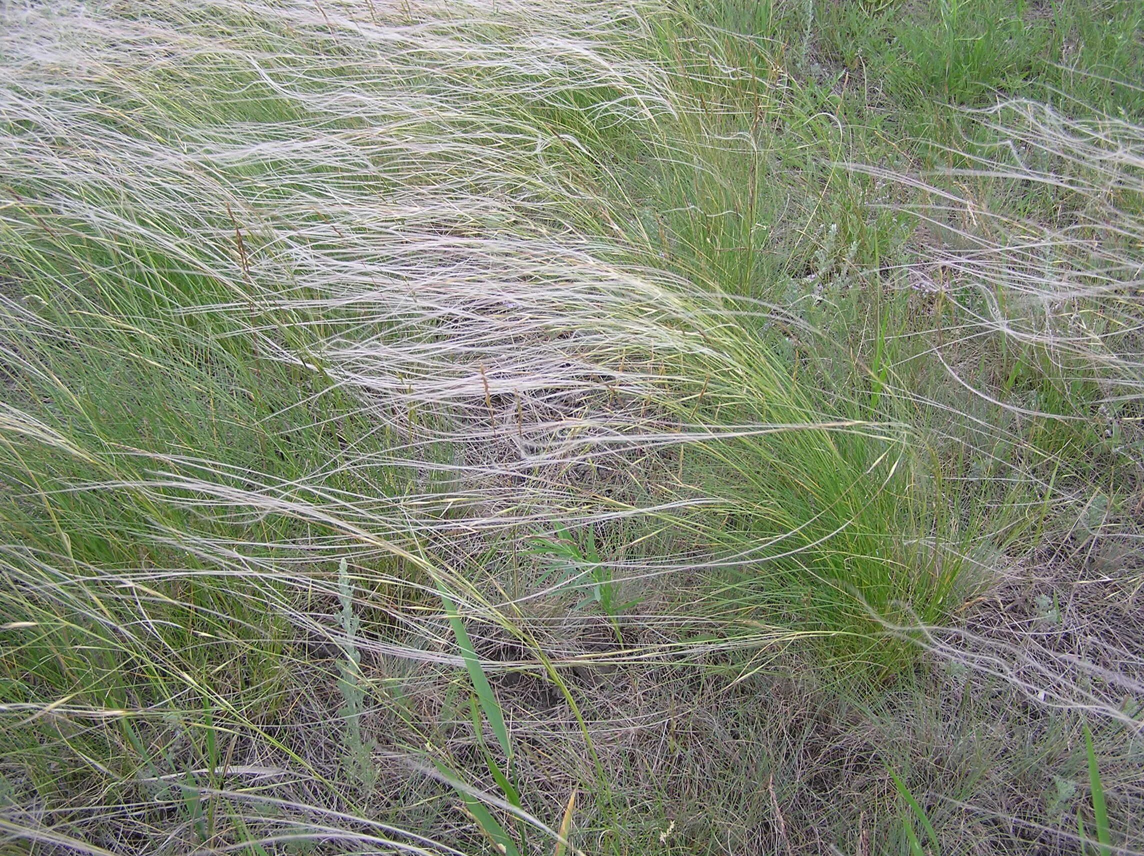 Растение ковыль Лессинга. Ковыль Лессинга (Stipa lessingiana). Ковыль и Типчак. Stipa Rubens ковыль. Ковила телеграмм