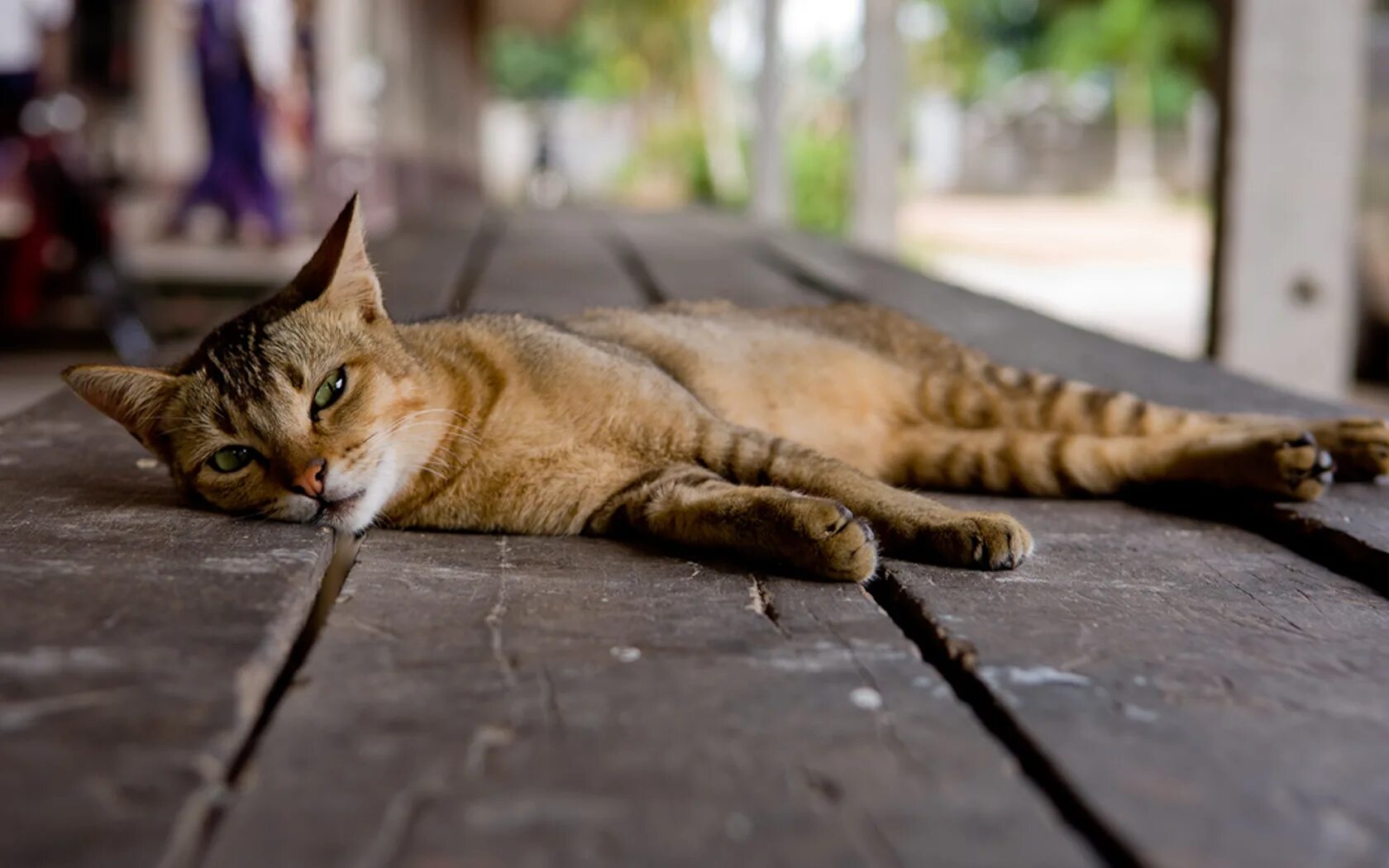 Кот лежит. Кошка лежит. лежачая кошка. кошка валяется. лежачие коты.
