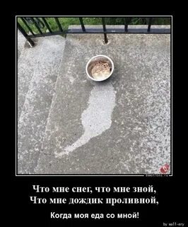 Что нам дождик проливной